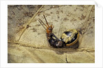 Extatosoma tiaratum (giant prickly stick insect) - hatching by Anonymous