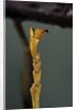 Extatosoma tiaratum (phasme) - end of leg by Anonymous