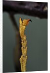 Extatosoma tiaratum (phasme) - end of leg by Anonymous