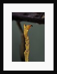 Extatosoma tiaratum (phasme) - end of leg by Anonymous