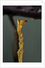 Extatosoma tiaratum (phasme) - end of leg by Anonymous