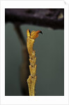Extatosoma tiaratum (phasme) - end of leg by Anonymous