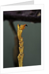 Extatosoma tiaratum (phasme) - end of leg by Anonymous