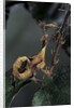 Extatosoma tiaratum (giant prickly stick insect) - larva by Anonymous