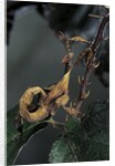 Extatosoma tiaratum (giant prickly stick insect) - larva by Anonymous
