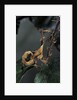 Extatosoma tiaratum (giant prickly stick insect) - larva by Anonymous