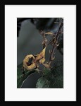 Extatosoma tiaratum (giant prickly stick insect) - larva by Anonymous