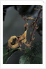 Extatosoma tiaratum (giant prickly stick insect) - larva by Anonymous