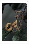 Extatosoma tiaratum (giant prickly stick insect) - larva by Anonymous