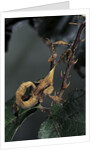 Extatosoma tiaratum (giant prickly stick insect) - larva by Anonymous
