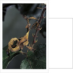 Extatosoma tiaratum (giant prickly stick insect) - larva by Anonymous