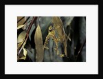 Extatosoma tiaratum (giant prickly stick insect) - larva by Anonymous