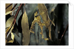 Extatosoma tiaratum (giant prickly stick insect) - larva by Anonymous
