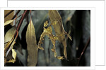 Extatosoma tiaratum (giant prickly stick insect) - larva by Anonymous