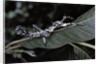 Extatosoma tiaratum (giant prickly stick insect) - particular form by Anonymous