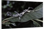 Extatosoma tiaratum (giant prickly stick insect) - particular form by Anonymous