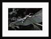 Extatosoma tiaratum (giant prickly stick insect) - particular form by Anonymous