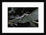 Extatosoma tiaratum (giant prickly stick insect) - particular form by Anonymous