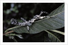 Extatosoma tiaratum (giant prickly stick insect) - particular form by Anonymous