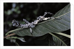 Extatosoma tiaratum (giant prickly stick insect) - particular form by Anonymous
