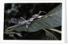Extatosoma tiaratum (giant prickly stick insect) - particular form by Anonymous