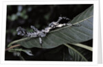 Extatosoma tiaratum (giant prickly stick insect) - particular form by Anonymous