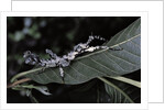 Extatosoma tiaratum (giant prickly stick insect) - particular form by Anonymous