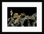 Extatosoma tiaratum (giant prickly stick insect) - larva by Anonymous