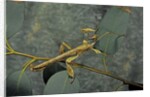 Extatosoma tiaratum (giant prickly stick insect) - male by Anonymous
