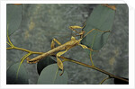 Extatosoma tiaratum (giant prickly stick insect) - male by Anonymous