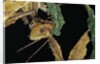 Extatosoma tiaratum (giant prickly stick insect) - feeding on leaf by Anonymous