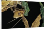 Extatosoma tiaratum (giant prickly stick insect) - feeding on leaf by Anonymous