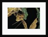 Extatosoma tiaratum (giant prickly stick insect) - feeding on leaf by Anonymous