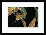 Extatosoma tiaratum (giant prickly stick insect) - feeding on leaf by Anonymous