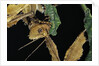 Extatosoma tiaratum (giant prickly stick insect) - feeding on leaf by Anonymous