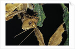 Extatosoma tiaratum (giant prickly stick insect) - feeding on leaf by Anonymous