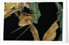 Extatosoma tiaratum (giant prickly stick insect) - feeding on leaf by Anonymous