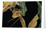 Extatosoma tiaratum (giant prickly stick insect) - feeding on leaf by Anonymous