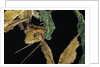 Extatosoma tiaratum (giant prickly stick insect) - feeding on leaf by Anonymous