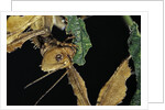 Extatosoma tiaratum (giant prickly stick insect) - feeding on leaf by Anonymous