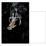 Extatosoma tiaratum (giant prickly stick insect) - emerging by Anonymous