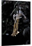 Extatosoma tiaratum (giant prickly stick insect) - emerging by Anonymous
