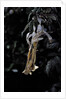 Extatosoma tiaratum (giant prickly stick insect) - emerging by Anonymous
