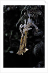 Extatosoma tiaratum (giant prickly stick insect) - emerging by Anonymous