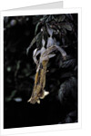 Extatosoma tiaratum (giant prickly stick insect) - emerging by Anonymous