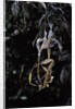 Extatosoma tiaratum (giant prickly stick insect) - emerging by Anonymous