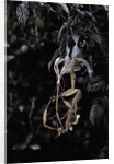 Extatosoma tiaratum (giant prickly stick insect) - emerging by Anonymous
