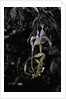 Extatosoma tiaratum (giant prickly stick insect) - emerging by Anonymous