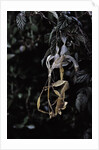 Extatosoma tiaratum (giant prickly stick insect) - emerging by Anonymous