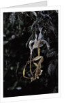 Extatosoma tiaratum (giant prickly stick insect) - emerging by Anonymous